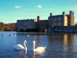 View of Leeds Castle across the lake with two swans in the foreground