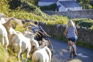 A couple cycle down a lane with a flock of sheep in the foreground