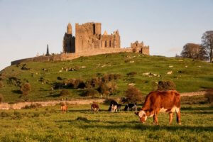 The craggy castle ruins of Cashel on a hill with cows in the foreground