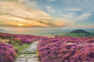 Cleveland Way at sunset, paved walking path through heather along the cliffs of the coastline on the North York Moors, North Yorkshire, England.