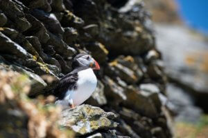 A puffin bird sitting on a rock