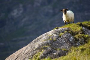 A black faced sheep perched on a rock